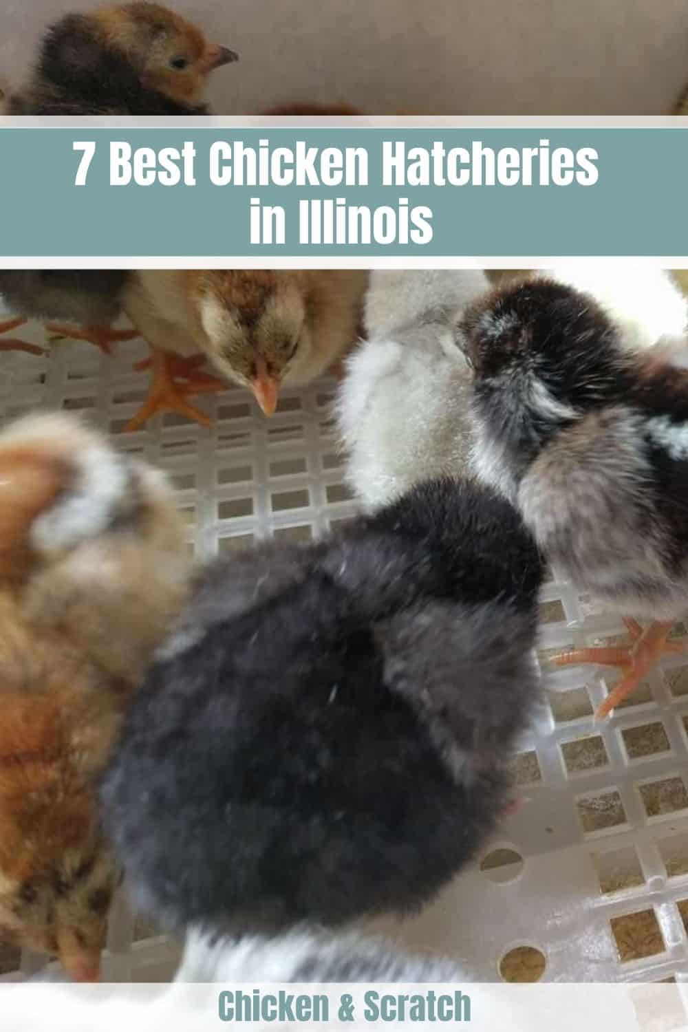 venta de pollos illinois