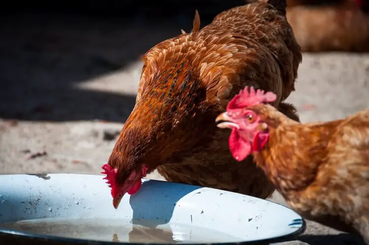 Pollos Bebiendo Agua