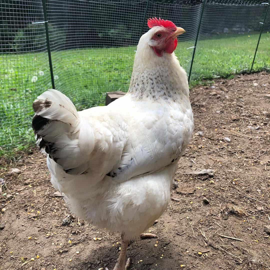 pollos delaware