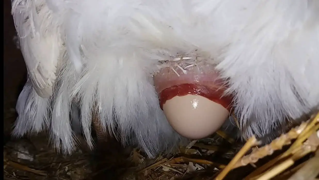 de donde vienen los huevos de gallina