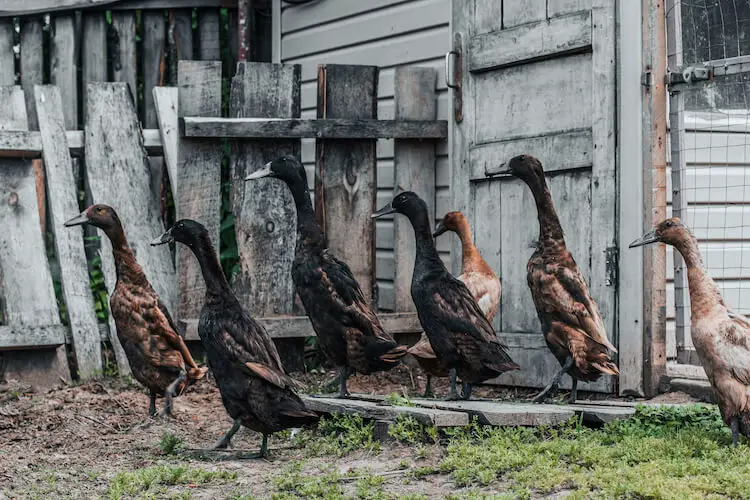 Patos corredores indios