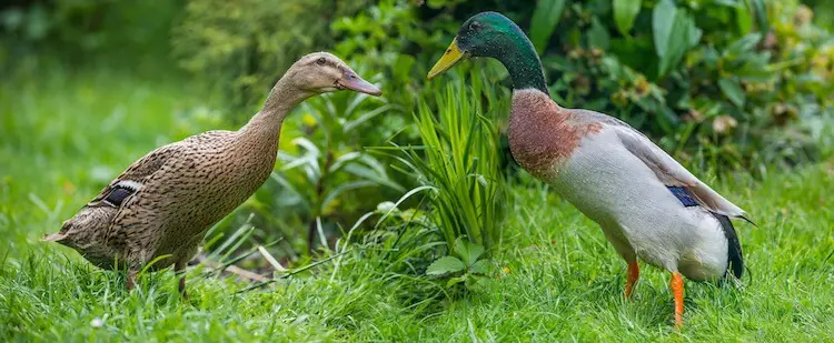 Pato corredor indio gallina y draco