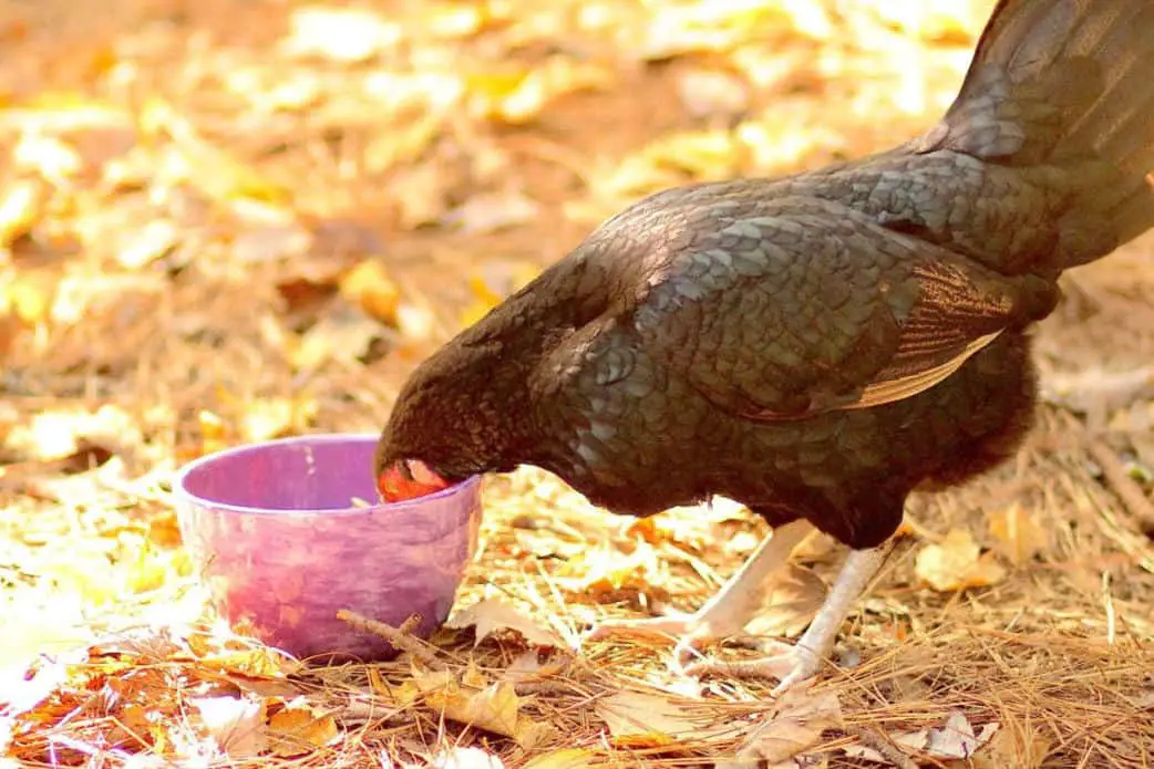 ¿Son las hojas de ruibarbo venenosas para los pollos?