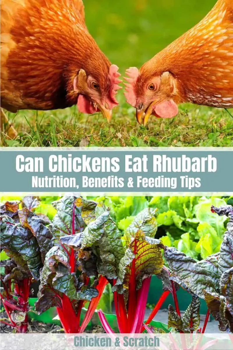 las gallinas pueden comer hojas de ruibarbo