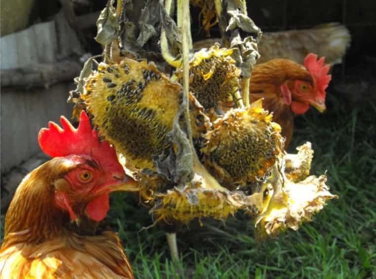 las-pollas-pueden-comer-semillas-de-girasol-con-cascara
