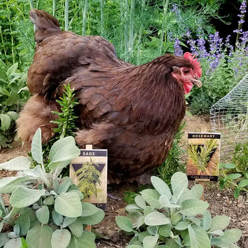 pollo come salvia
