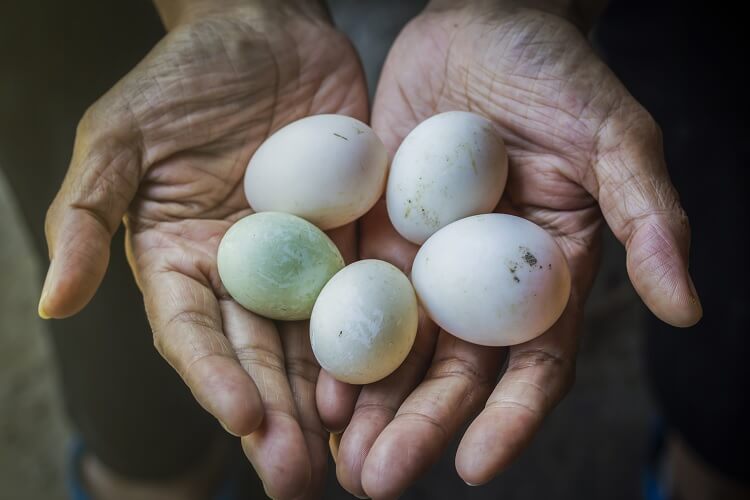 Sosteniendo Huevos De Pollo Y Pato