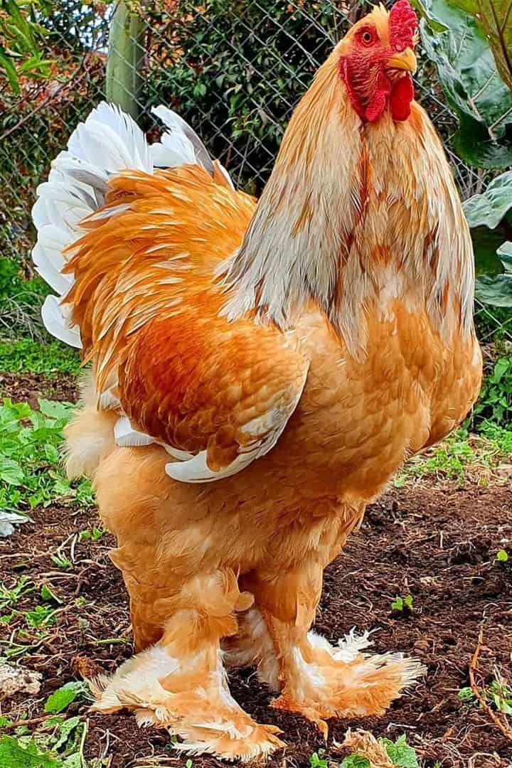 Brahma de China