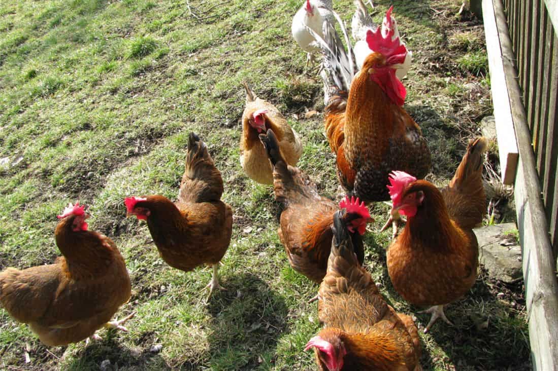 las gallinas cantan