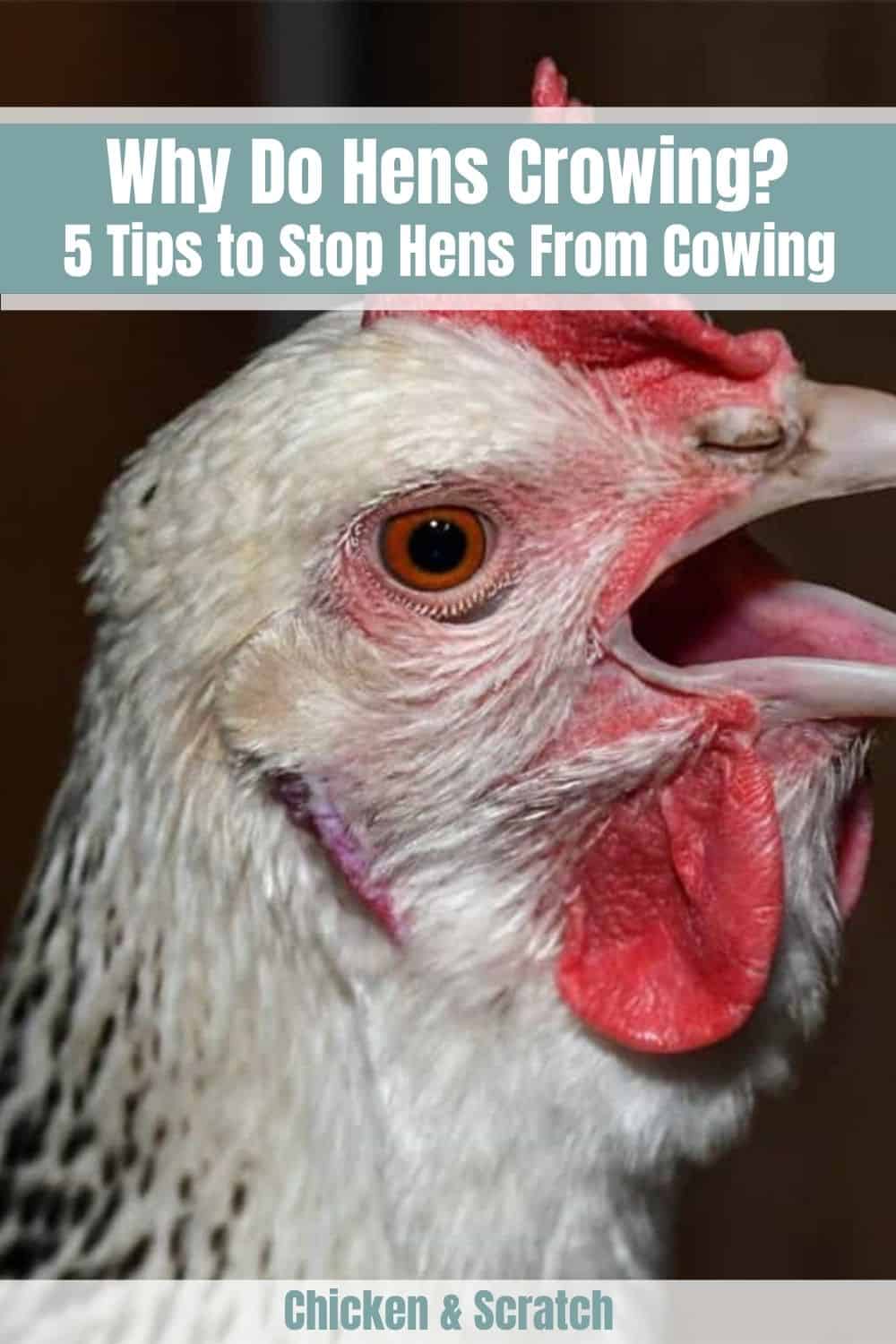 por que las gallinas cantan