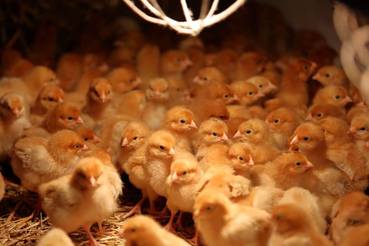 Criaderos de pollos ct