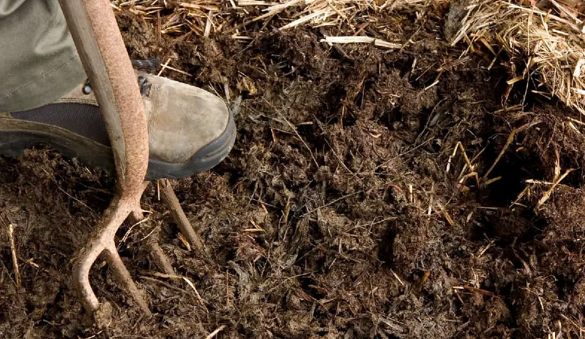 fertilizante de mierda de pollo