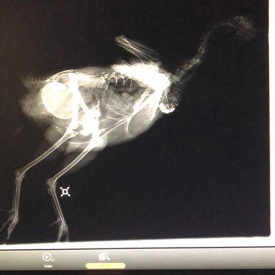 gallina atada al huevo1