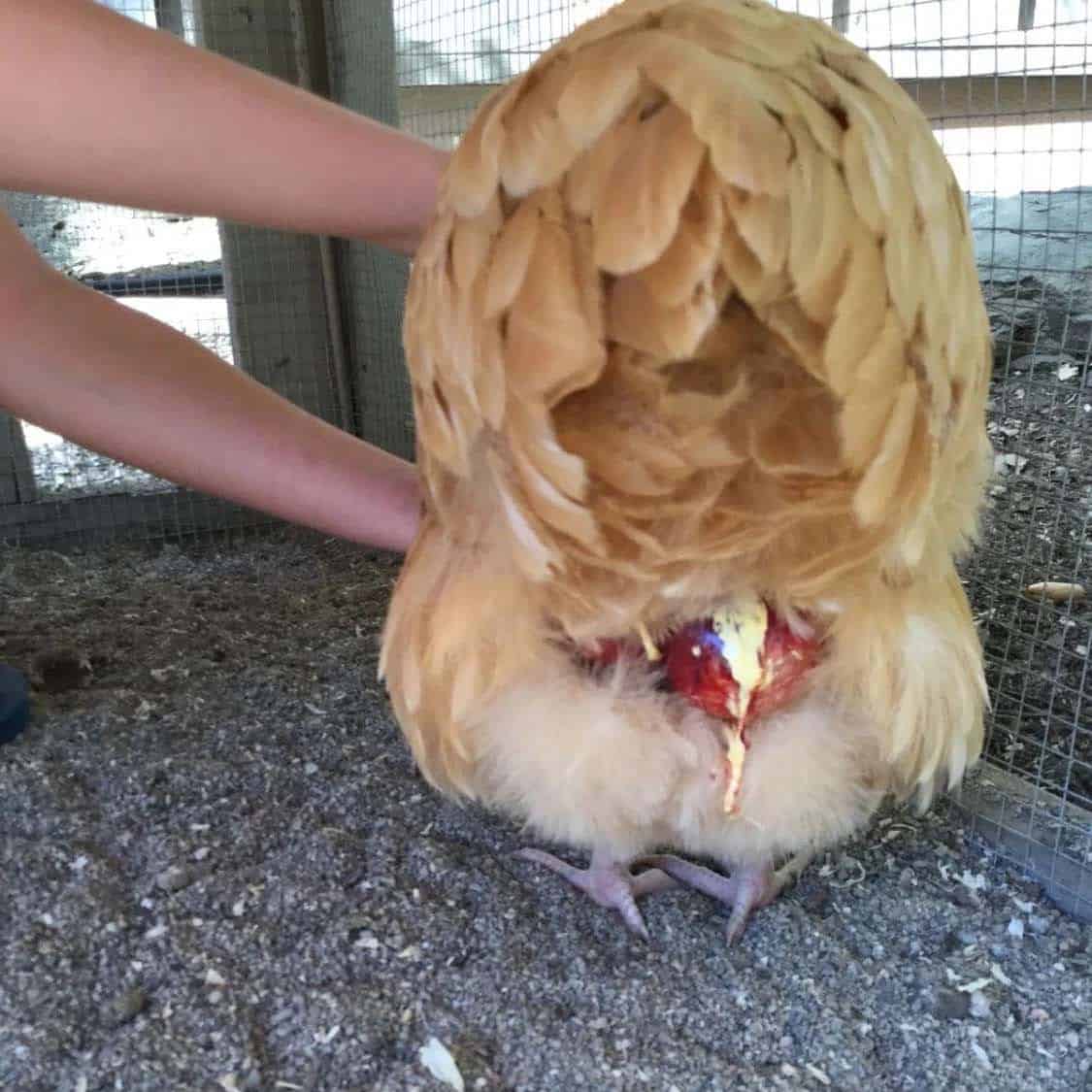 ¿Qué sucede si ella no puede pasar el huevo atado?