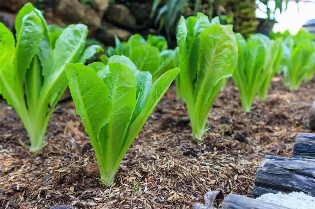 las gallinas pueden comer lechuga iceberg