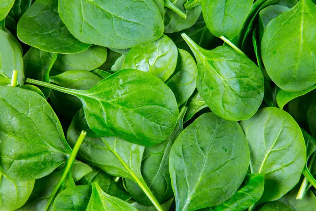 el pollo puede comer espinacas