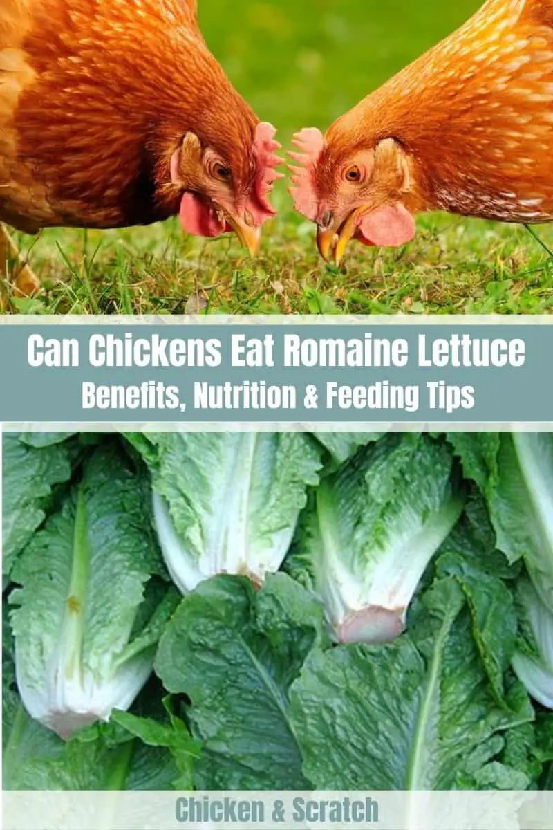 las gallinas pueden comer lechuga