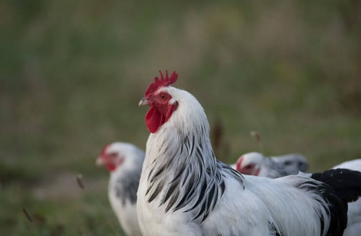 gallinas delaware