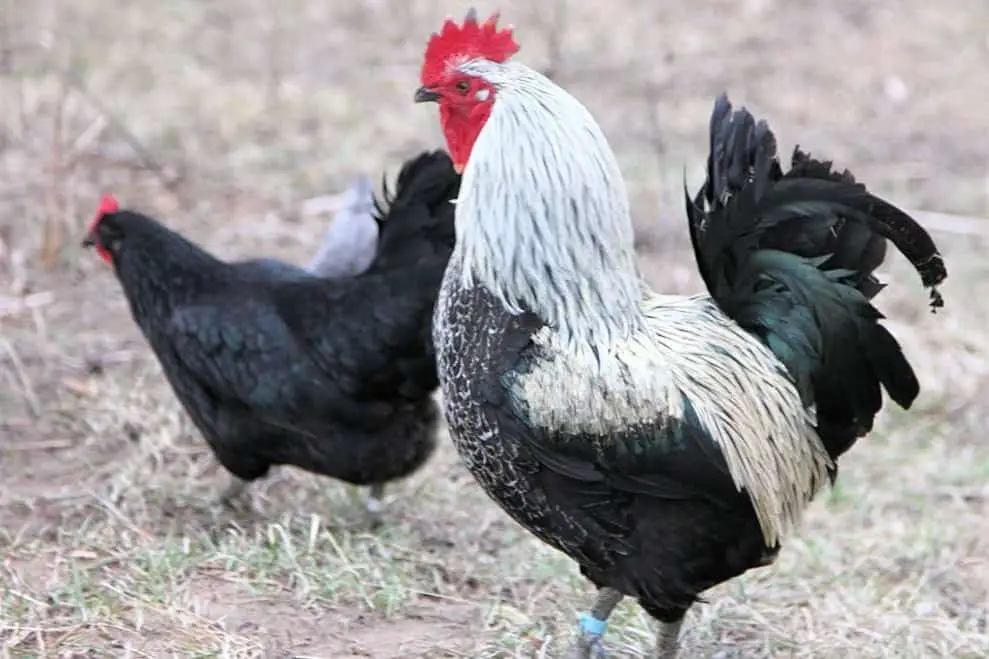 pollo azul de iowa