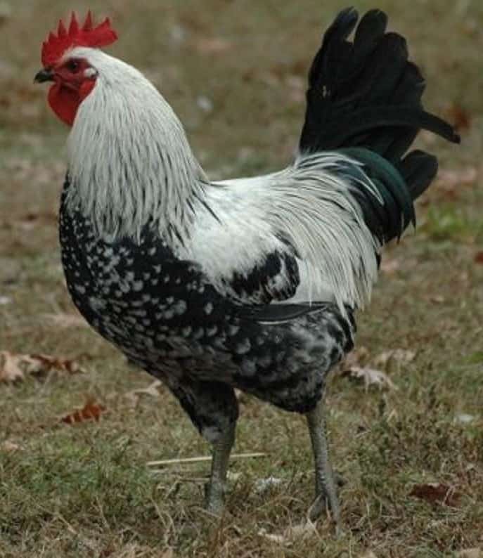 pollos de iowa blues