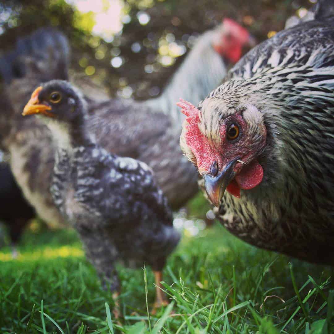 gallo azul de iowa