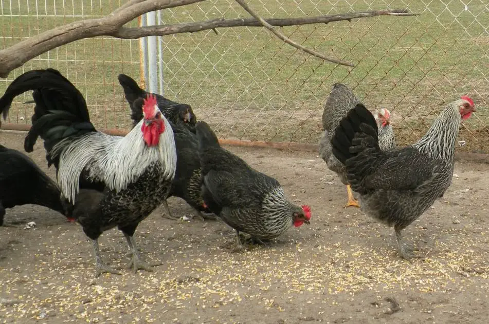 pollo blues de iowa