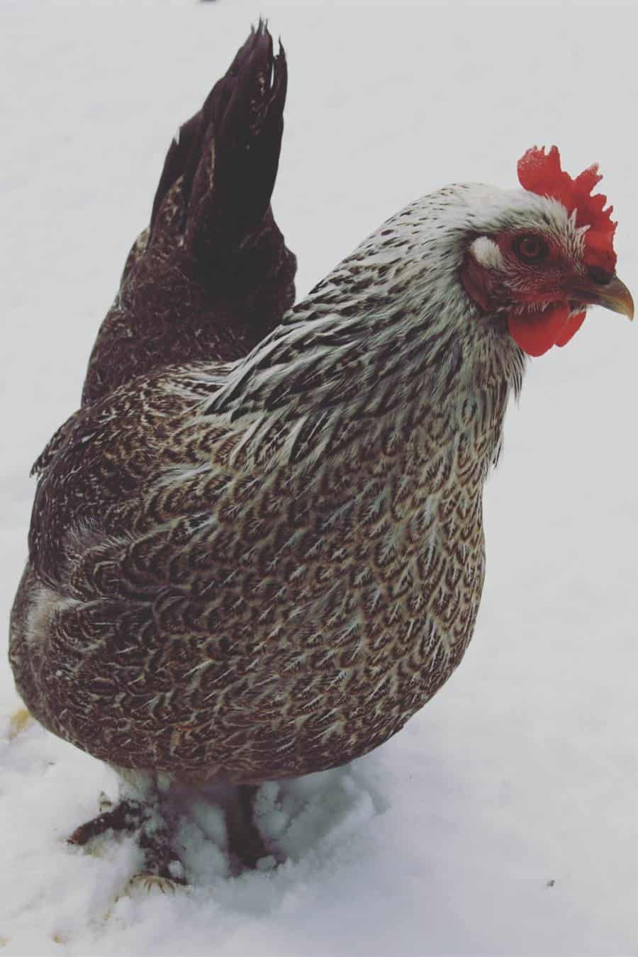 pollos de iowa