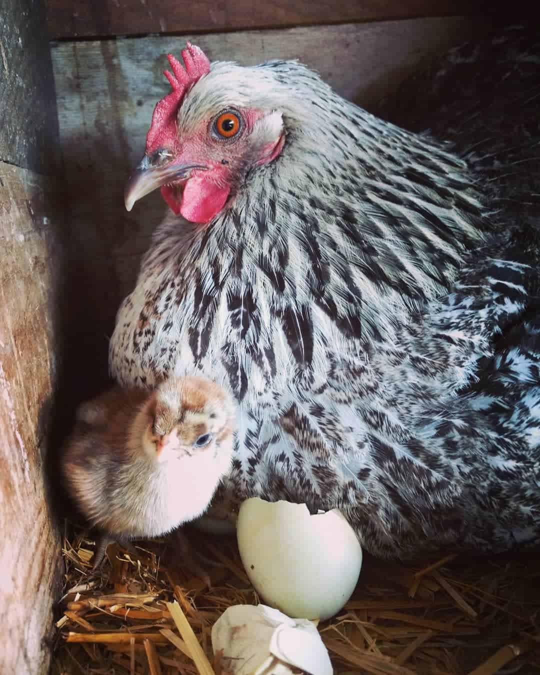 color de huevo de gallina azul de iowa