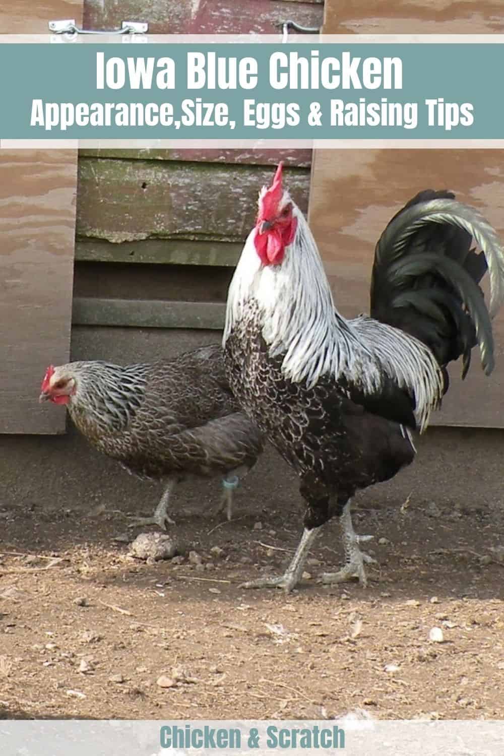 iowa azul