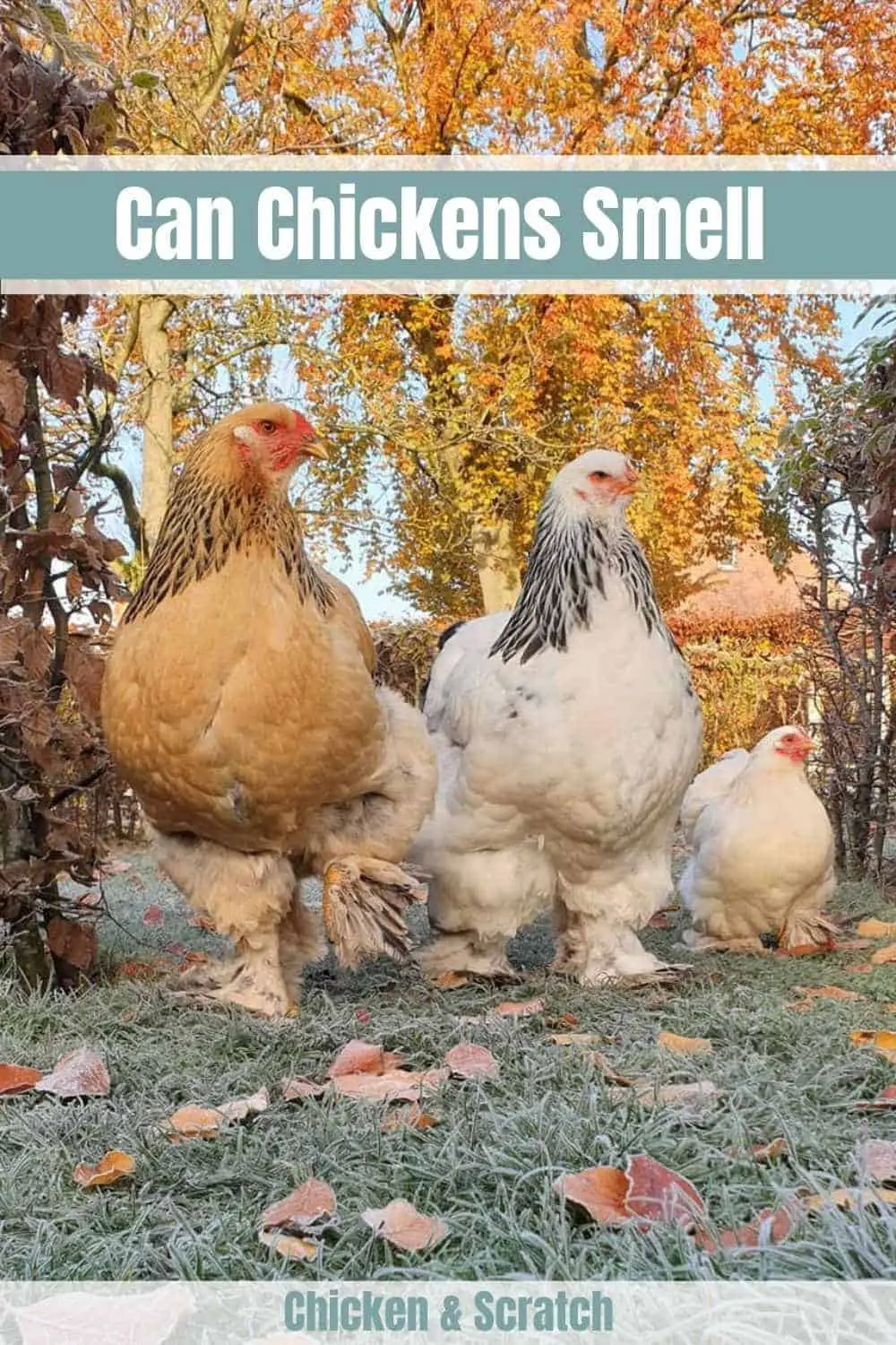 ¿Pueden los pollos oler o saborear?