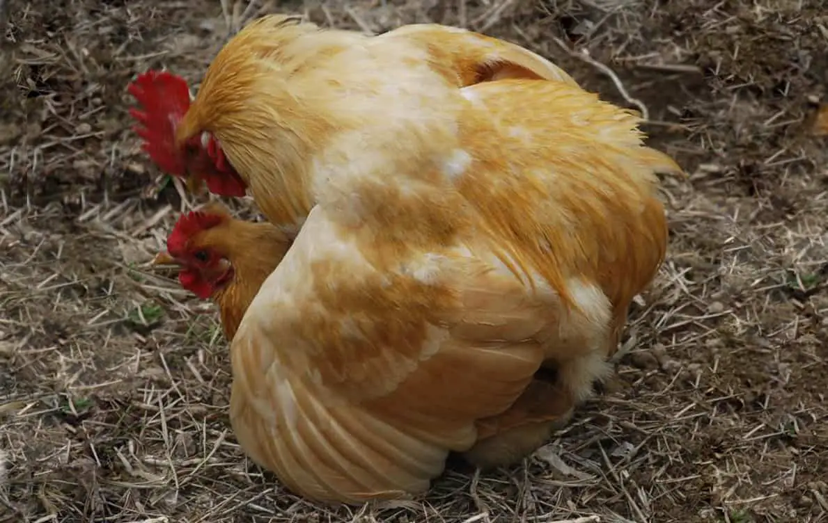 pollo perdiendo plumas en la espalda