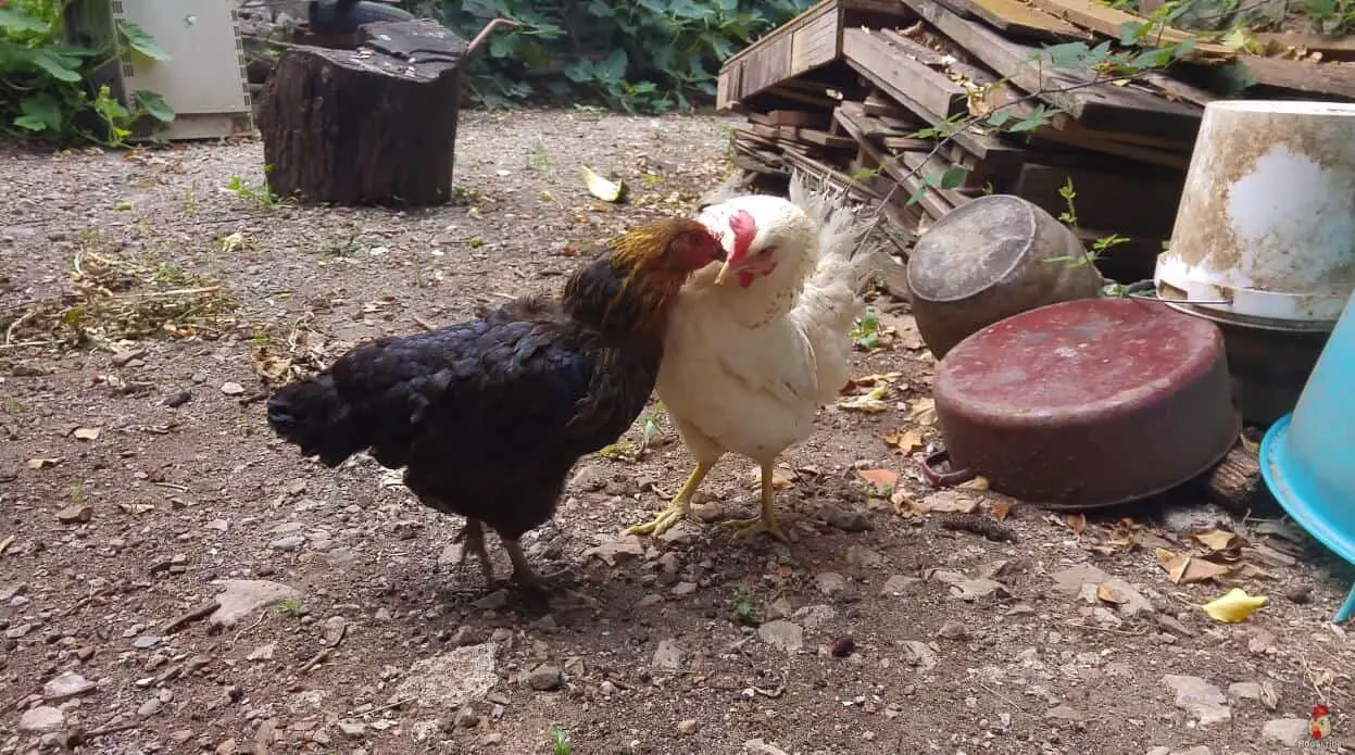 pollo perdiendo plumas