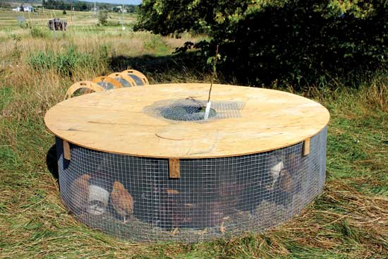 túnel de pollo flexible