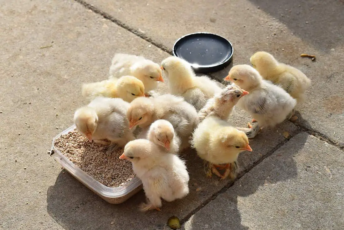 criaderos de pollos de colorado