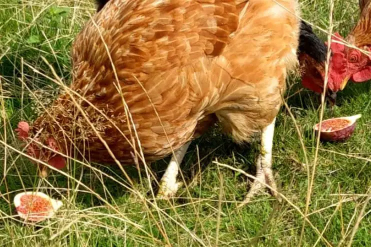 las gallinas pueden comer higos
