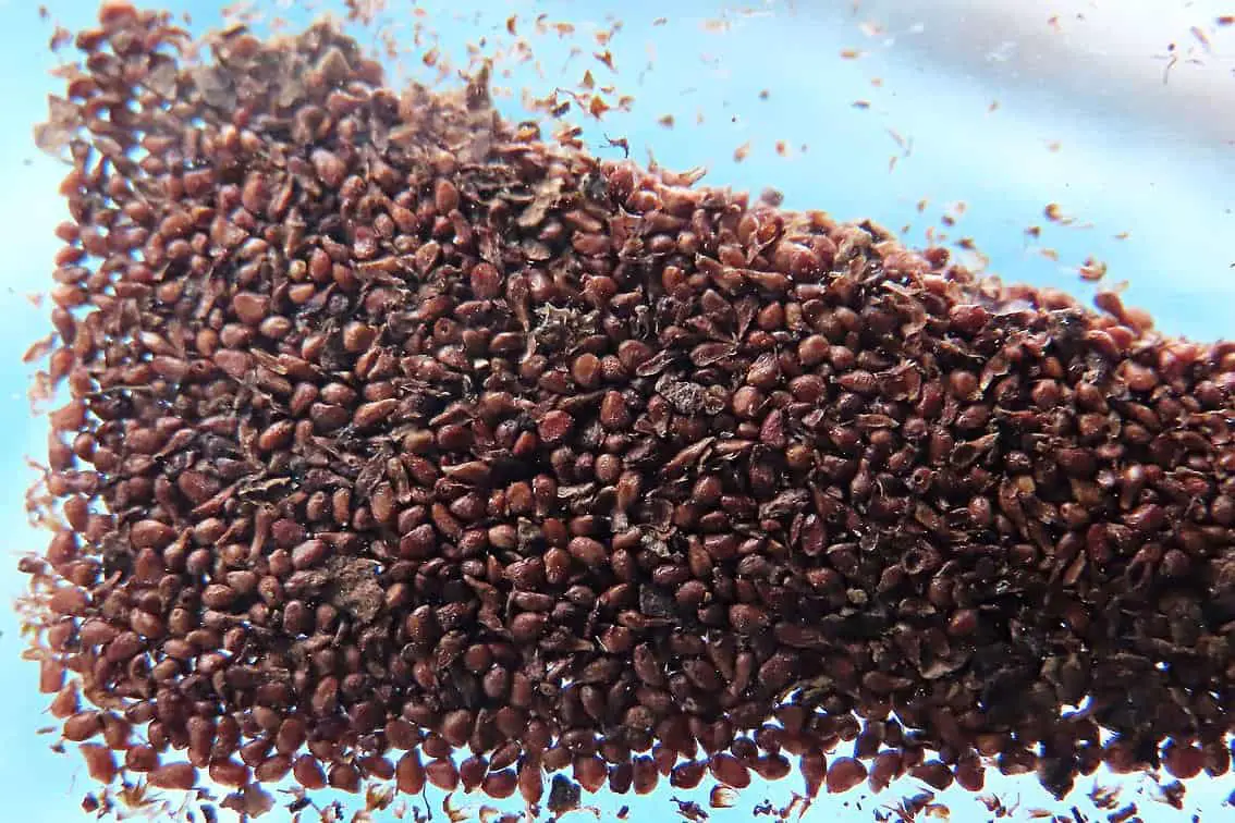 ¿Pueden los pollos comer las semillas de un higo?