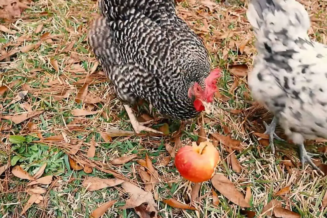 las gallinas comen manzanas