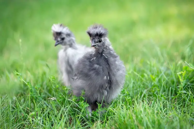 Silkie gris