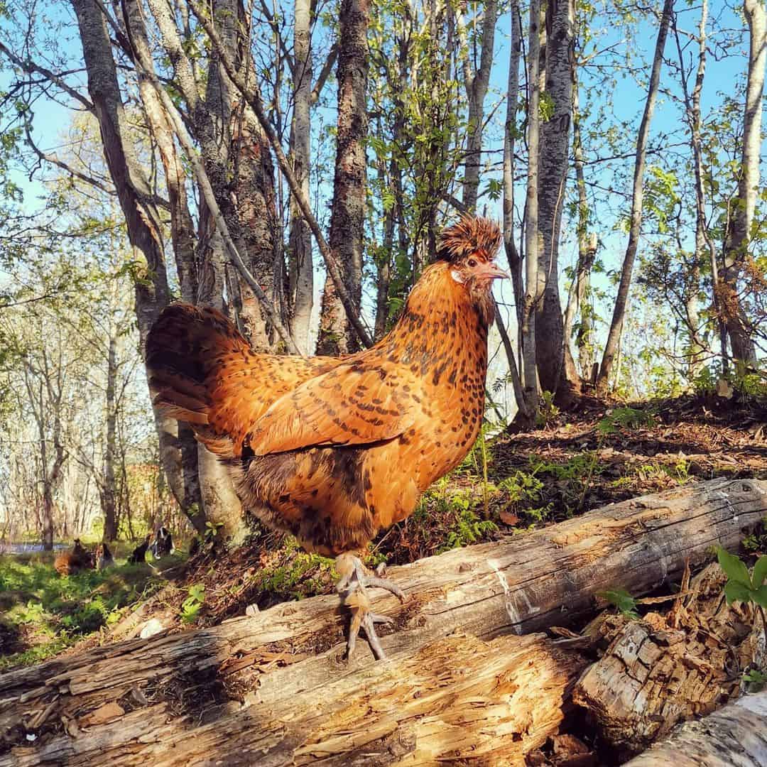 pollo pavlovskaya
