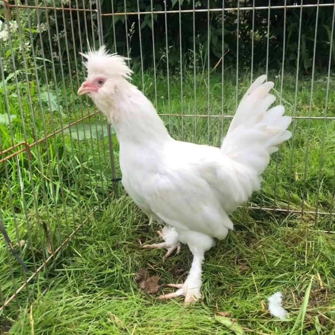 pollo ruso pavlovskaya