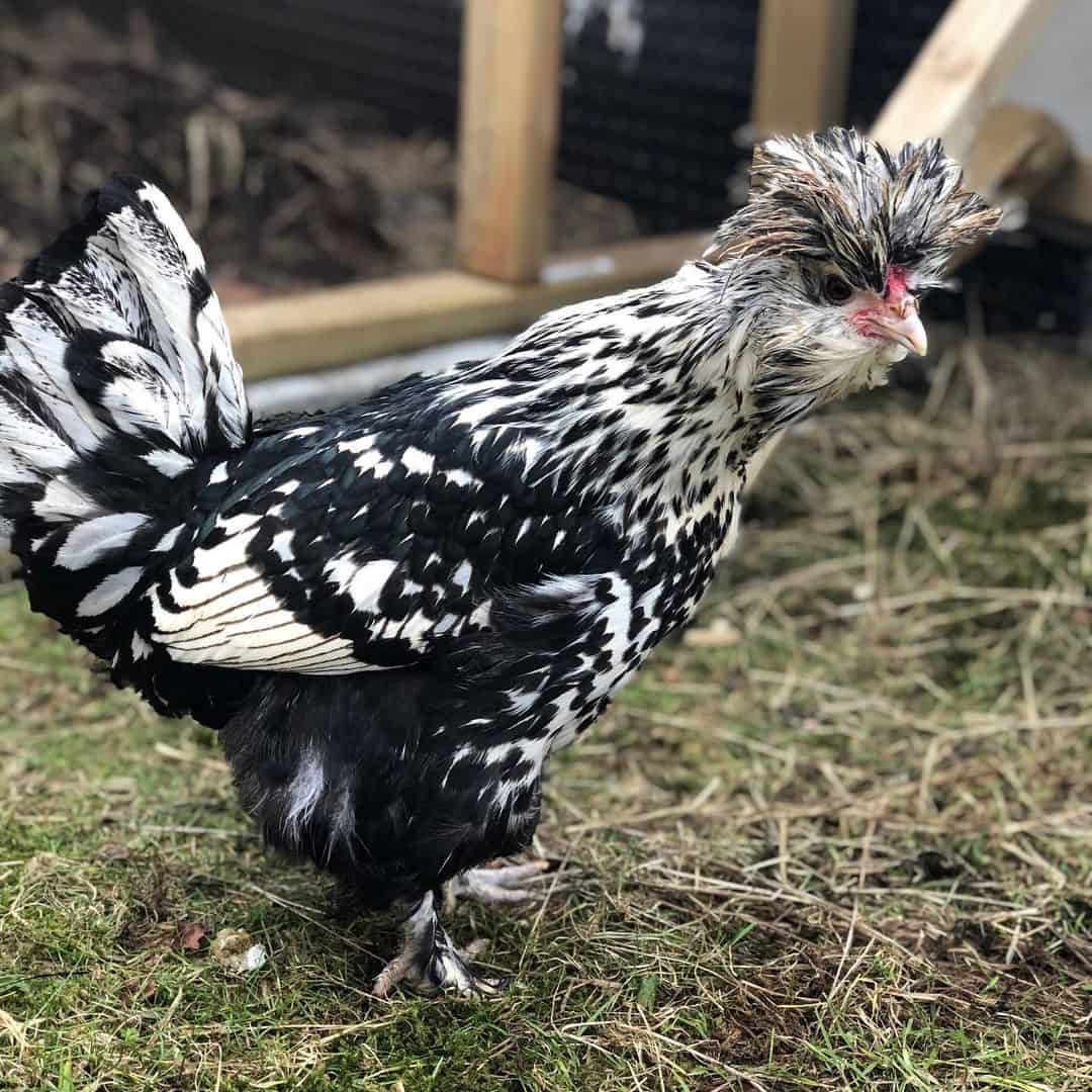 pollos pavlovskaya
