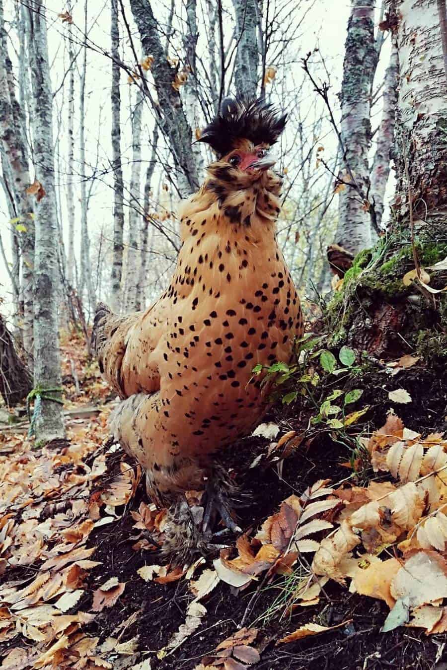 gallina pavlovskaya