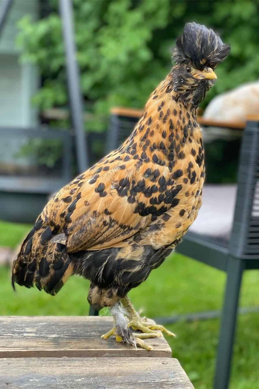 pollo pavlovskaya para la venta