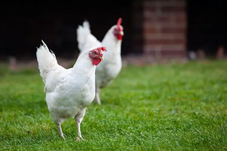 Pollo blanco de California