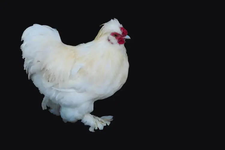 Pollo Sultán