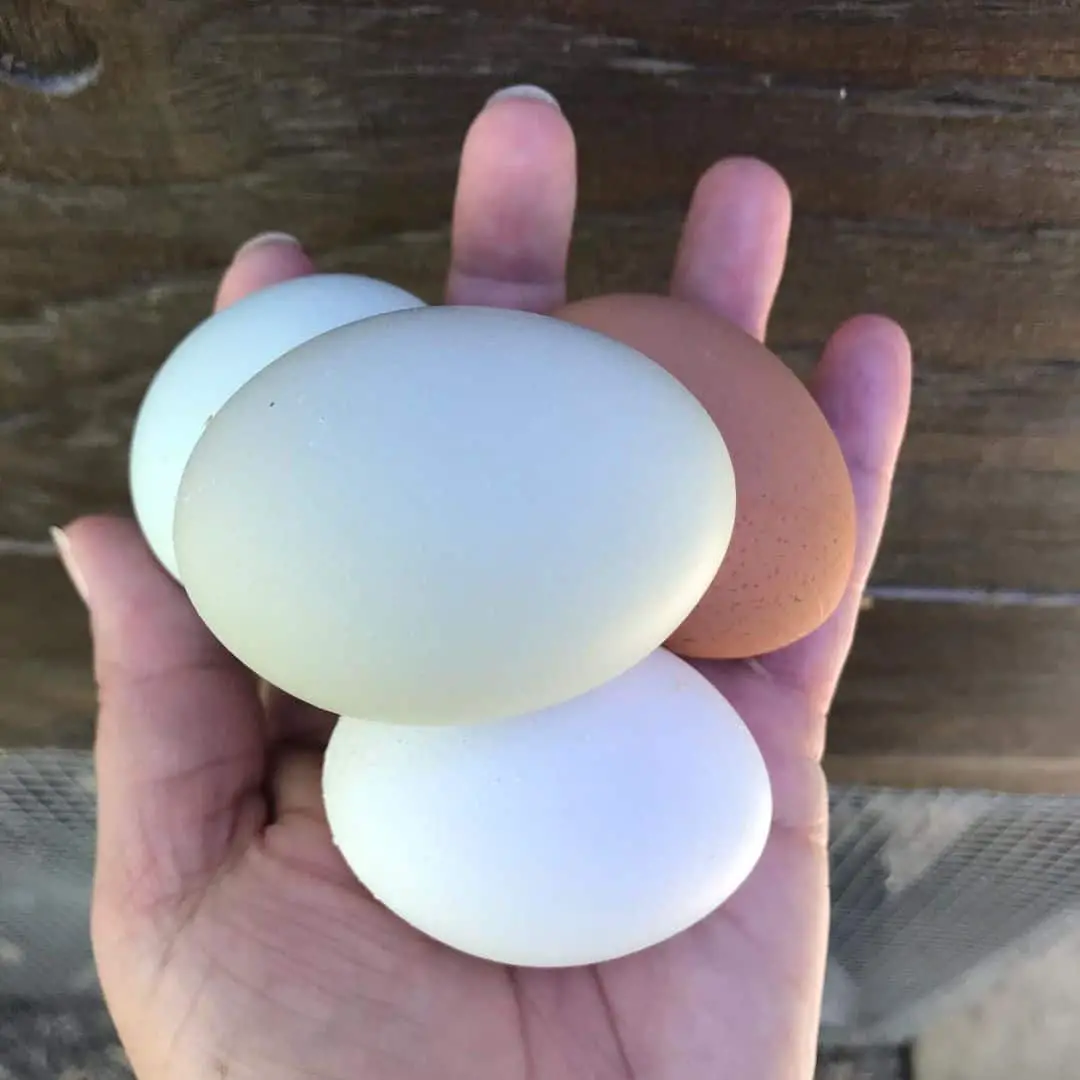 puesta de huevos grises de california