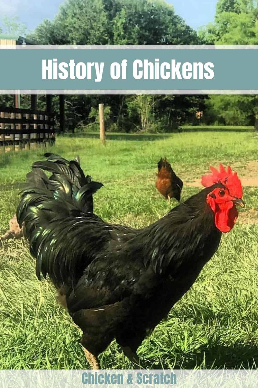 historia del pollo
