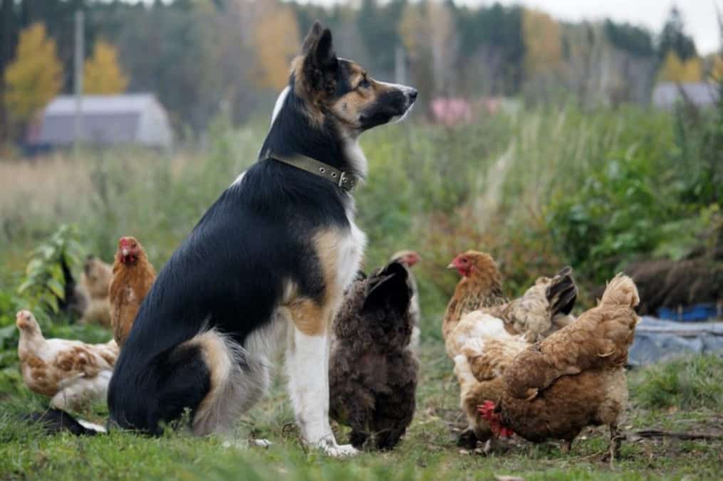 como alejar al zorro del gallinero