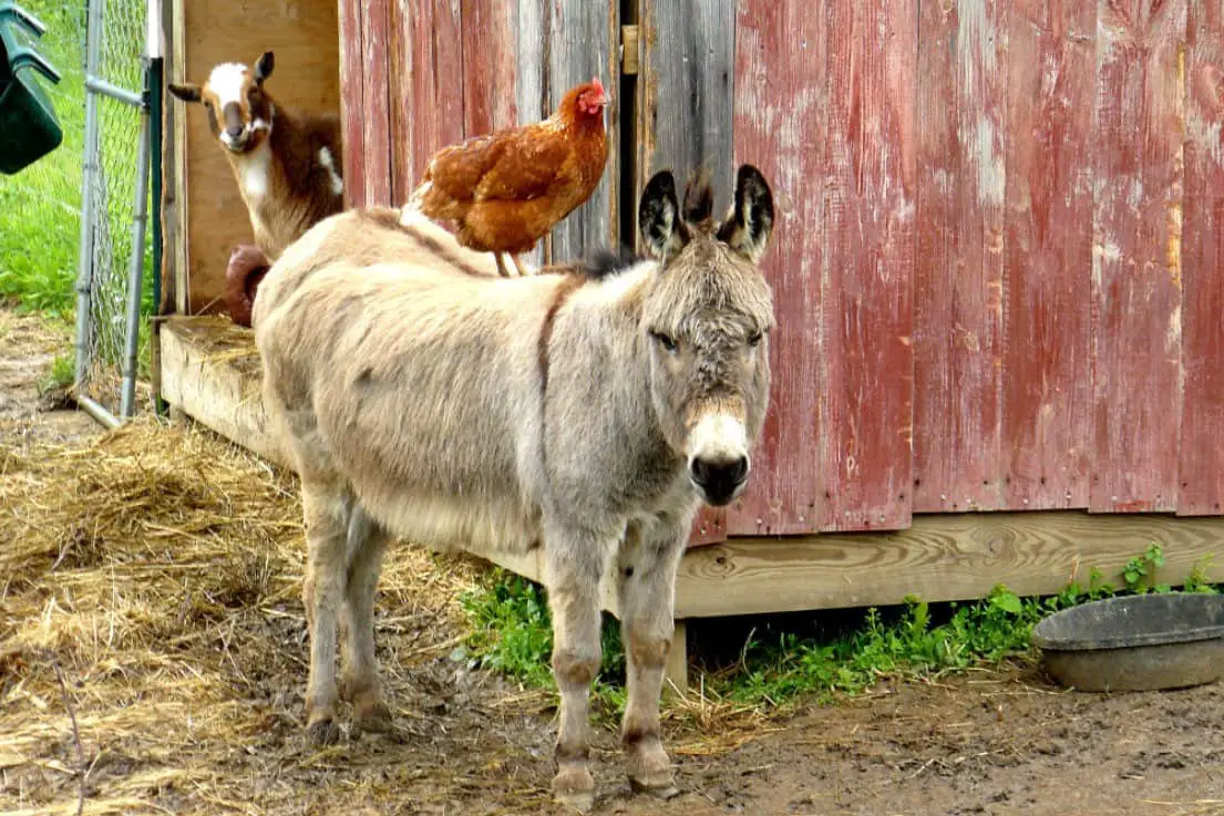 protegiendo a las gallinas del zorro