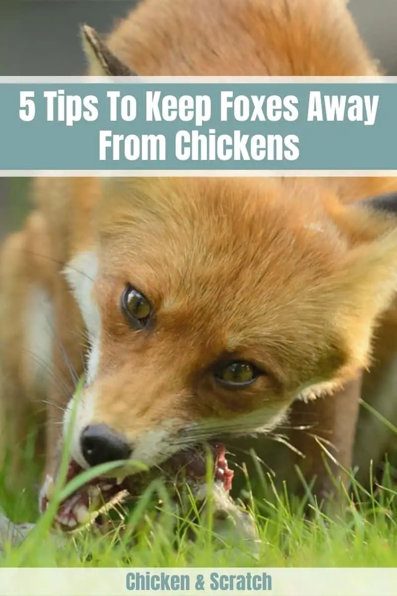 como alejar a los zorros de las gallinas